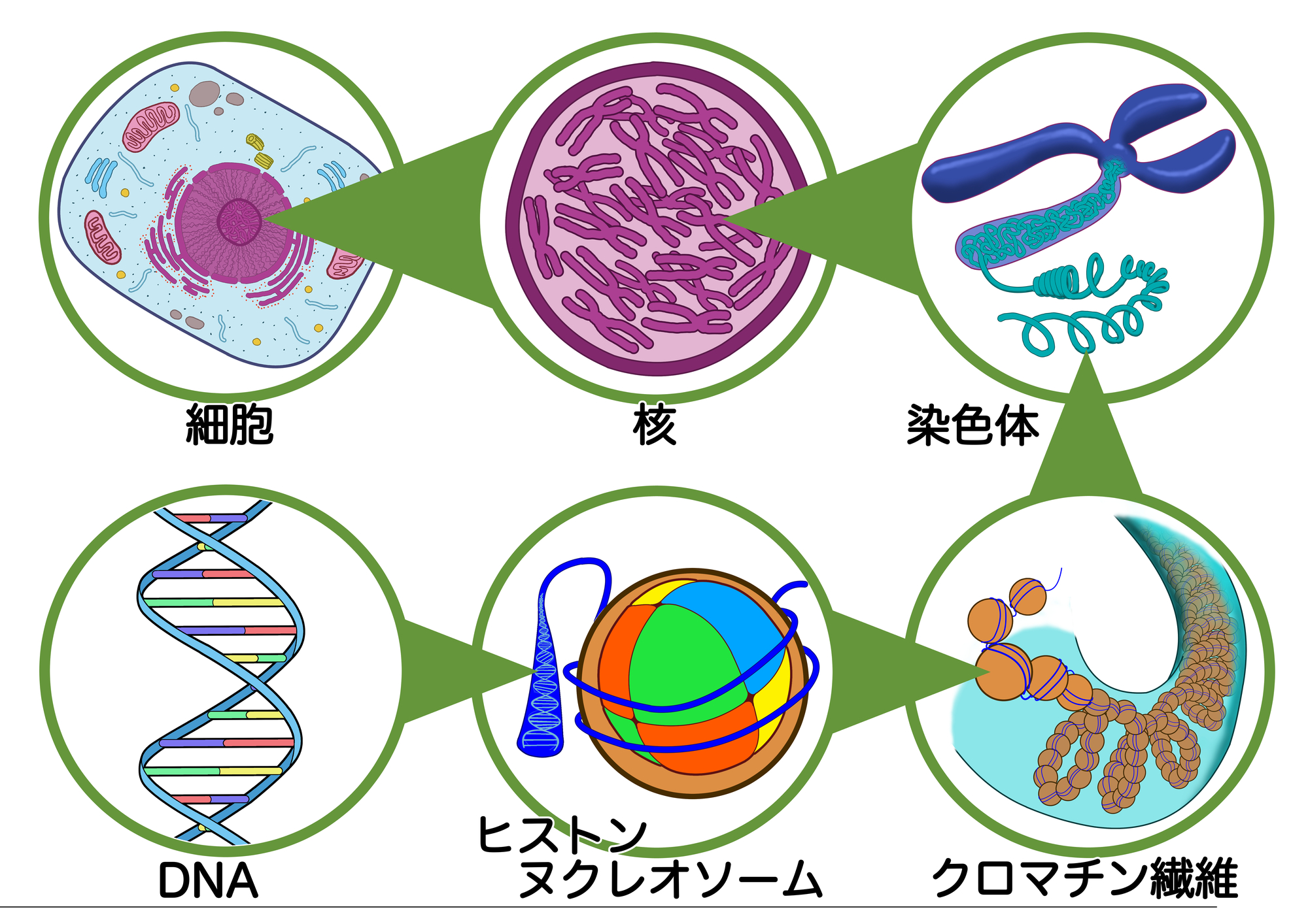 長寿遺伝子?: 長寿遺伝子とは わかりやすく | 遺伝子と寿命:遺伝的要因が示す長寿の秘訣 – HHUT