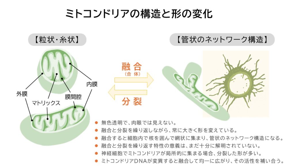 ミトコンドリア」連載① エネルギー産生だけじゃない多機能性！細胞内 